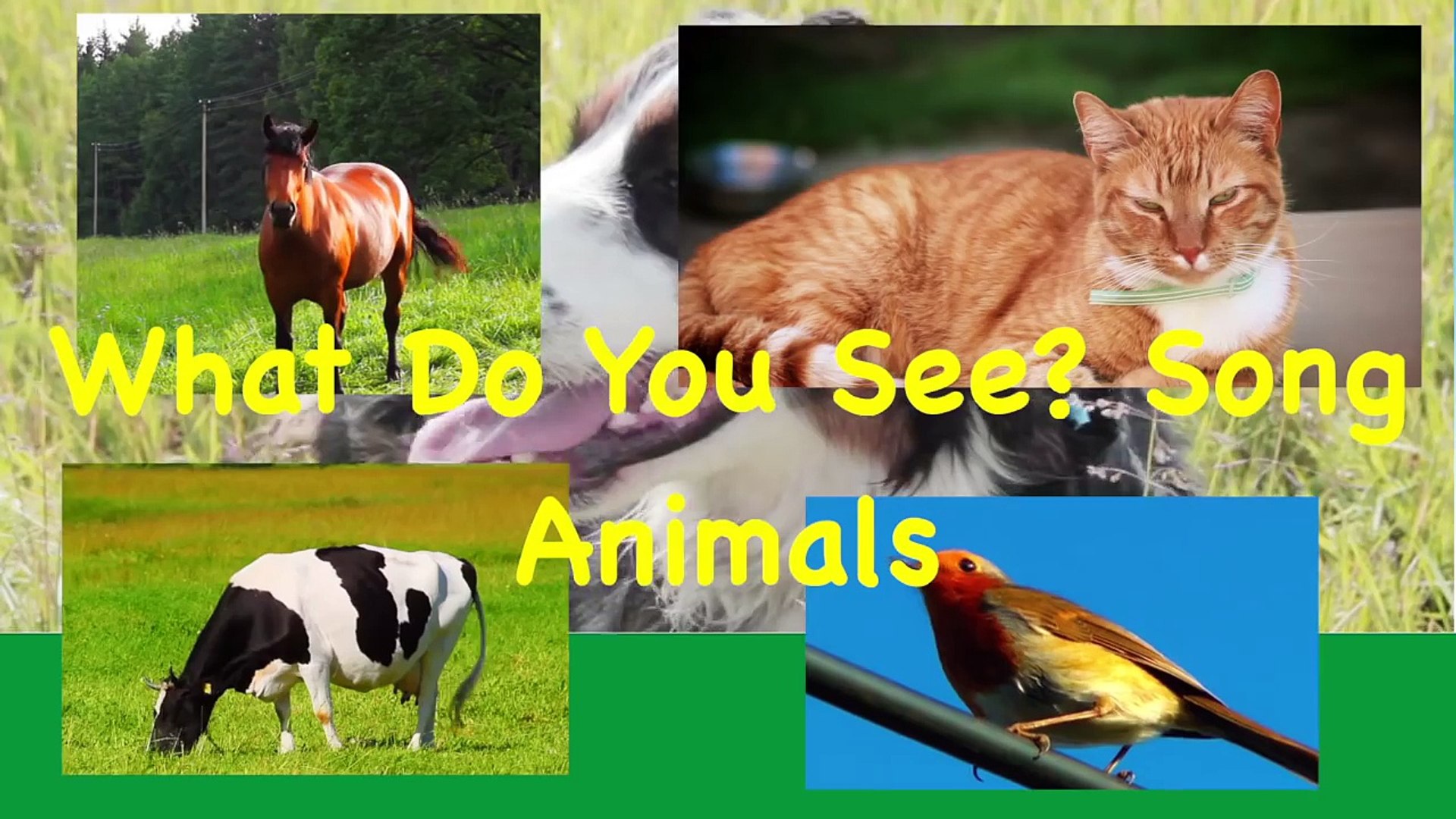 What Do You See? Song | Animals and Sounds | Learn English Kids -  Dailymotion Video