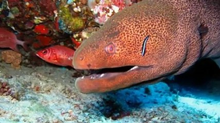 Snorkeling with Moray Eel