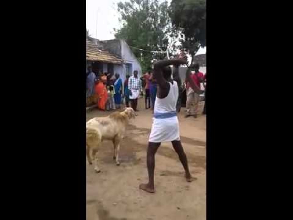 Ce mouton n'est pas Pour la tabaski