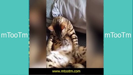 Funny Cat Fails Compilation -- funny video, TRY NOT TO LAUGH or GRIN -