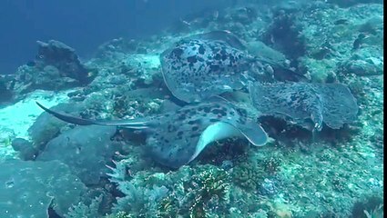 MARBLE RAYS Diving at Bira Dive Camp