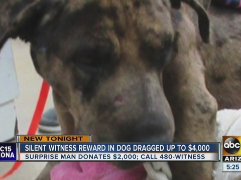 $9k reward offered after dog dragged by car
