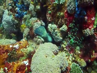 Octopus at Komodo Island Indonesia