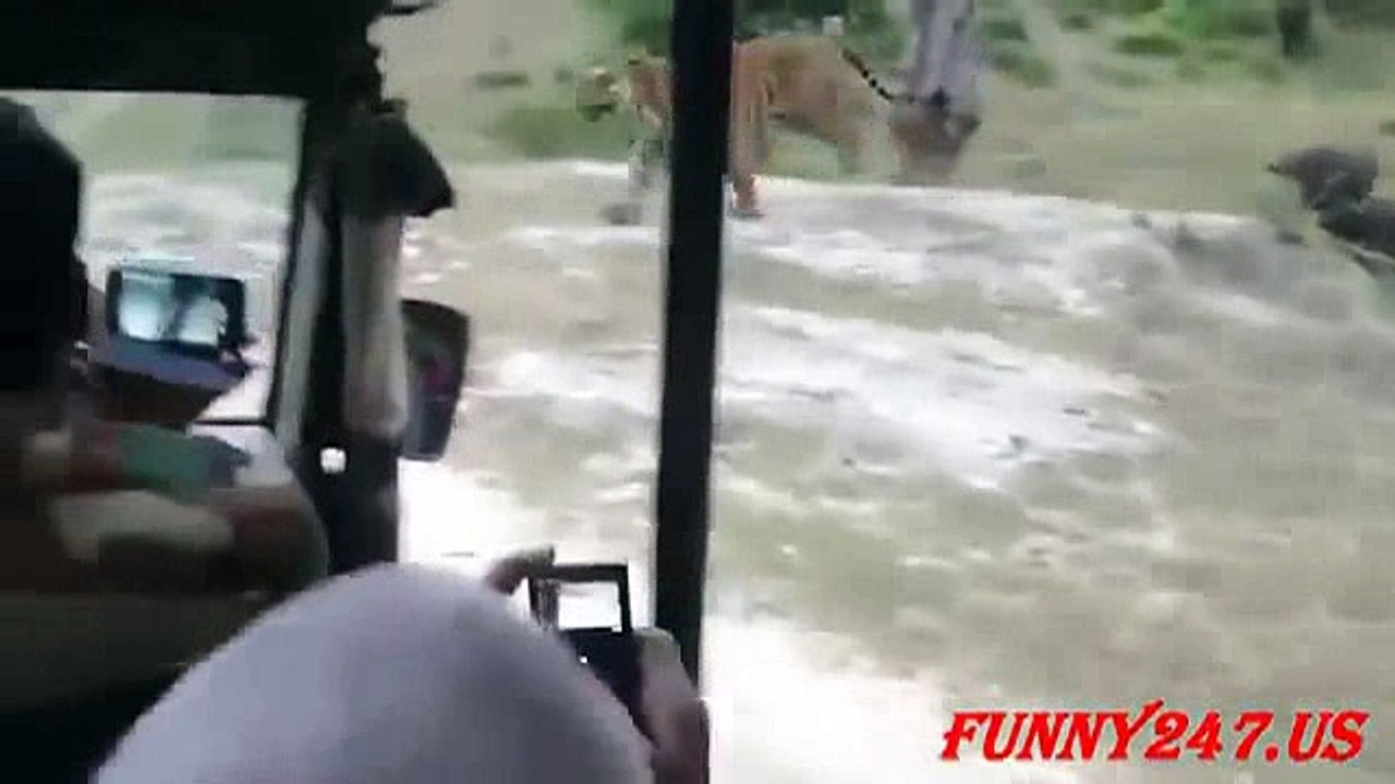 animals lion and tiger_2