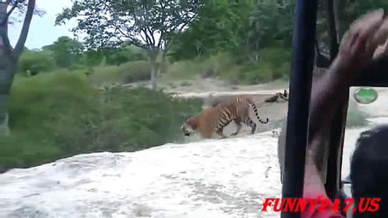 animals lion and tiger_3
