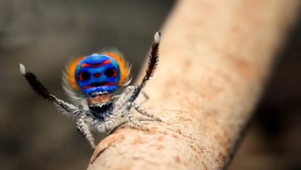 Удивительный Дом Пауков / The Amazing Spider House (2015) HD