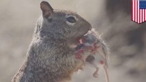 Tupai vs Tikus, Tupai memakan tikus untuk makan siang - Tomonews