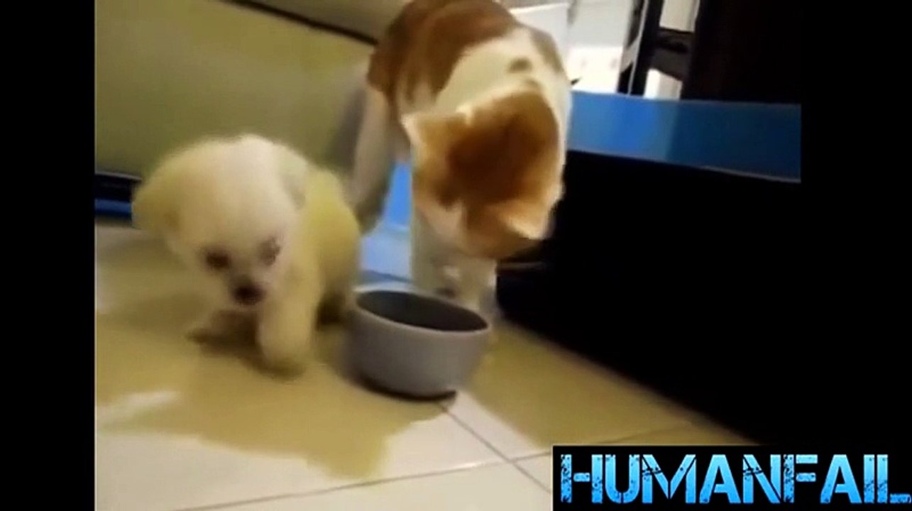 animals-funny videos-10