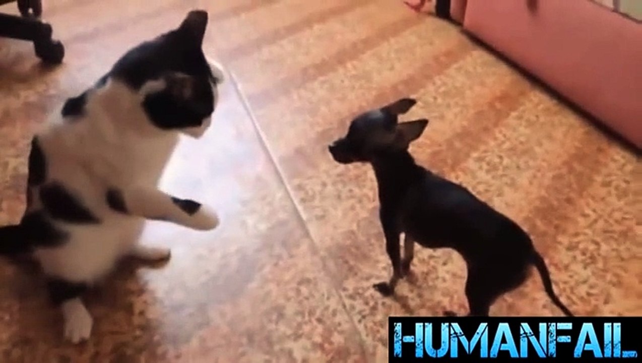 animals-funny videos-9