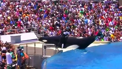 HYPNOTIC,, Biggest wheal show performance - Pertunjukan Ikan Paus Terbesar