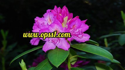 연산 OPSS1(닷컴) 연산