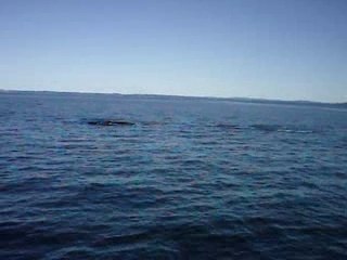 Observation des baleines