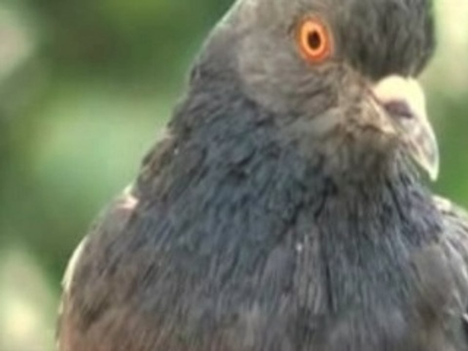 Des Pigeons et des Hommes