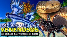 Los 10 animales mas venenosos del  mundo - Los mas mortales y  peligrosos