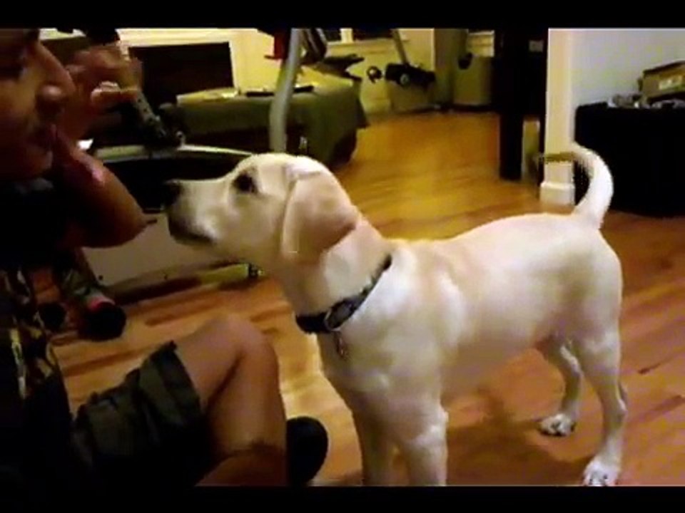 puppy_dog_training_and_tricks