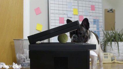 Copier - #033 Ask Frank - Advice for Dogs. By a Dog.