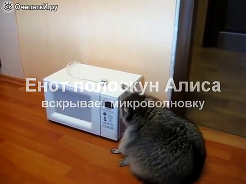 Енот и микроволновка