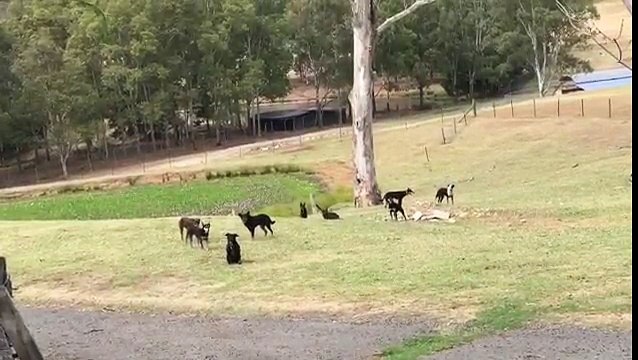 Des chiens font le Mannequin Challenge.
