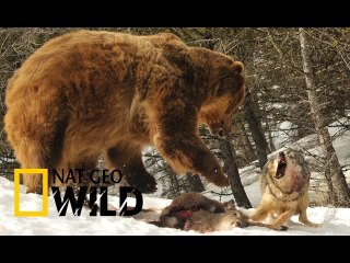 National Geographic: Wild Russia - The Secret Forest