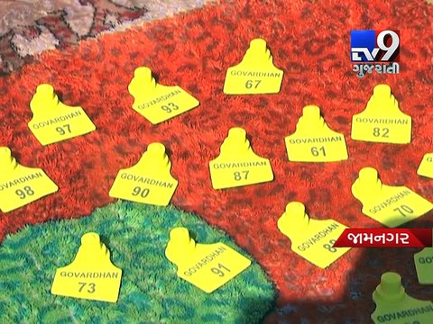 Jamnagar municipal body mulls to ear tag cattle - Tv9 Gujarati