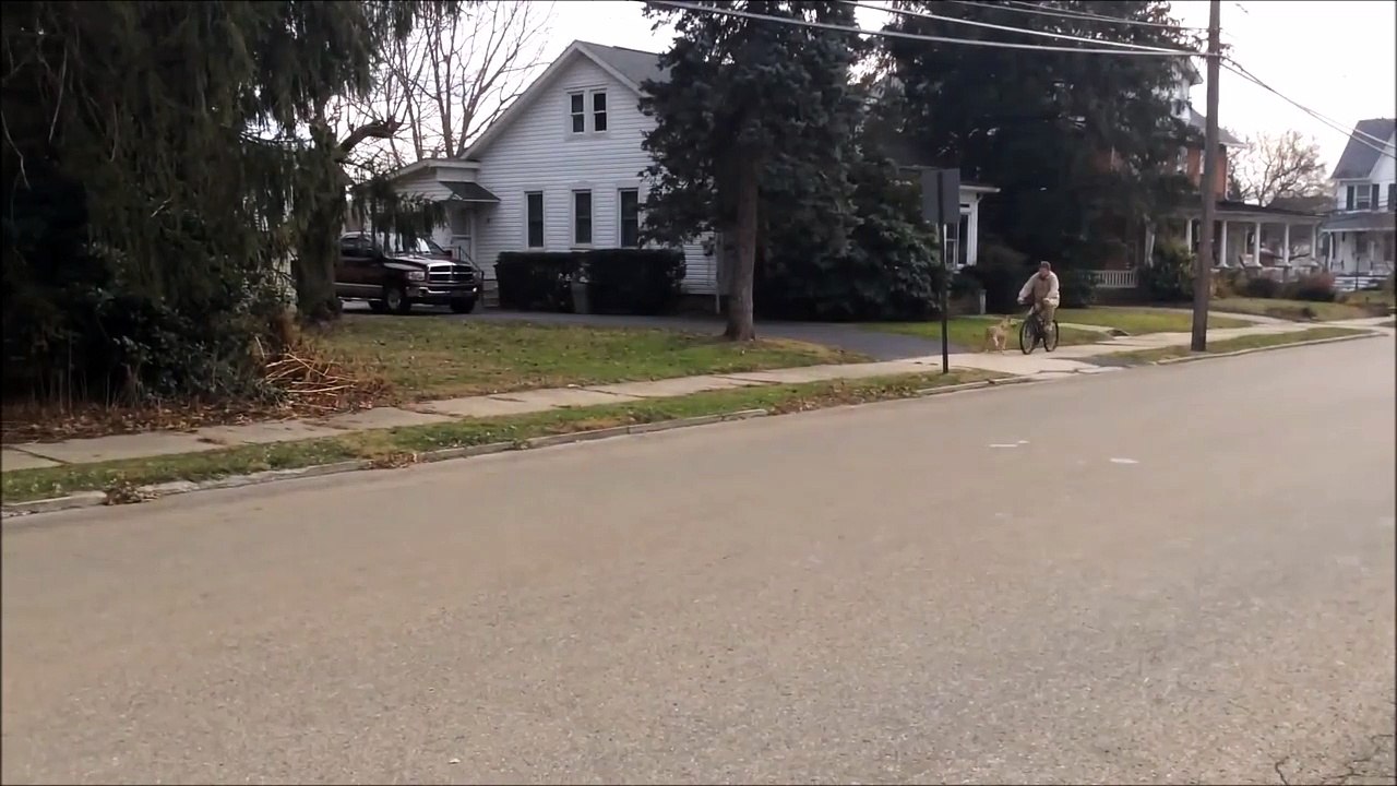 Quand tu te fais courser par un pitbull en vélo... Flippant