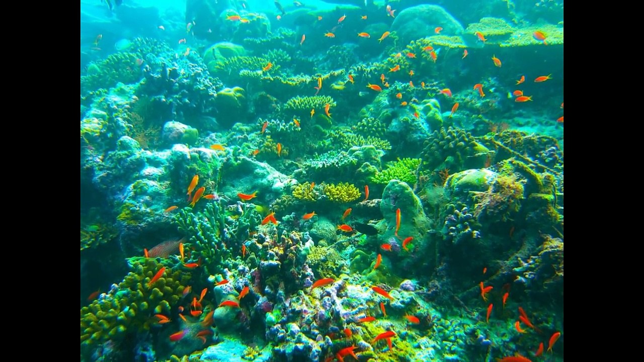 Thomas Salzano - Best Destinations for Scuba Dive around the World