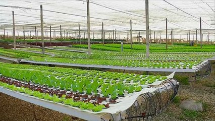 هذا الصباح-تحديات قطاع الزراعة التقليدية