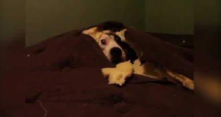 Un chien a trouvé une super cachette !