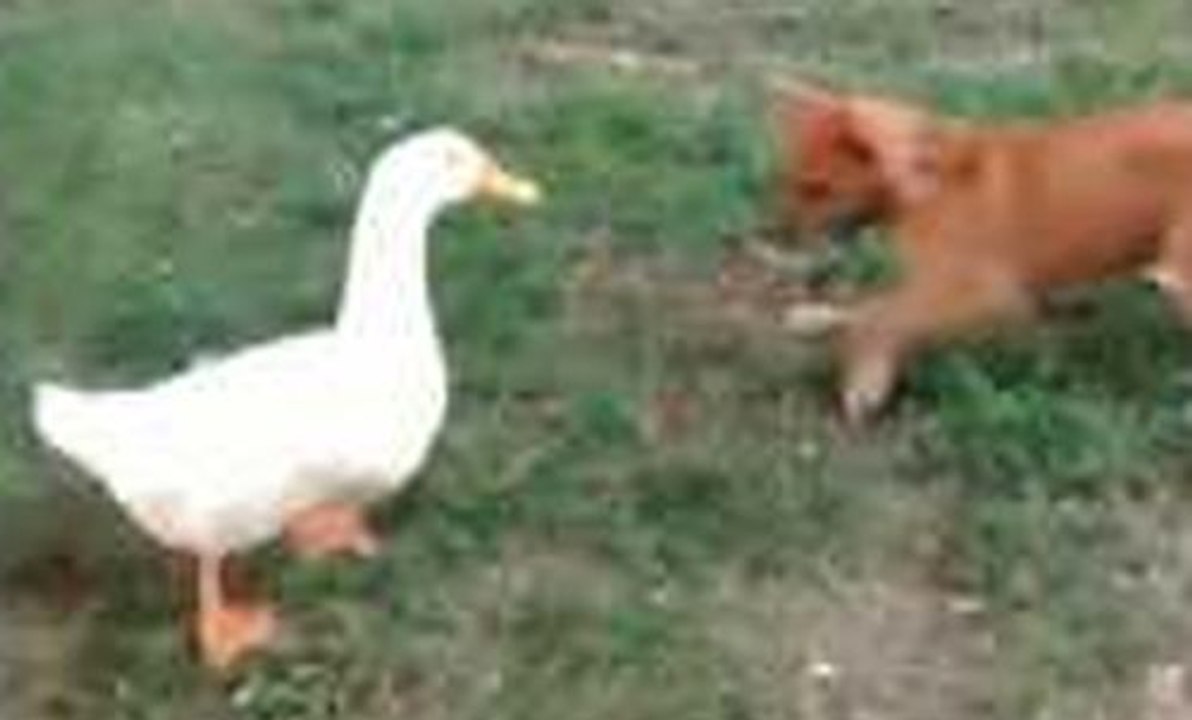 Un chien et un canard amis ?