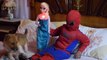 Toys Frozen Elsa vs Spiderman in Real Life - Kisses Spiderman and dog Superhero Fights Movie