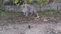 Une poule montre à un chat comment attraper une souris