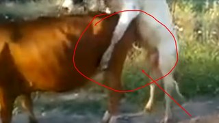 New Animal Sex- Bull Crazy on Cow