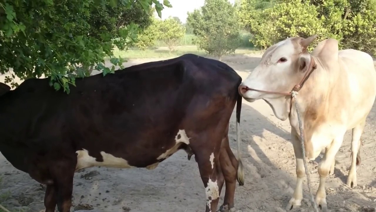 Cow Mating 2015 White Bull Vs Black Cow & Funny compilation 2017