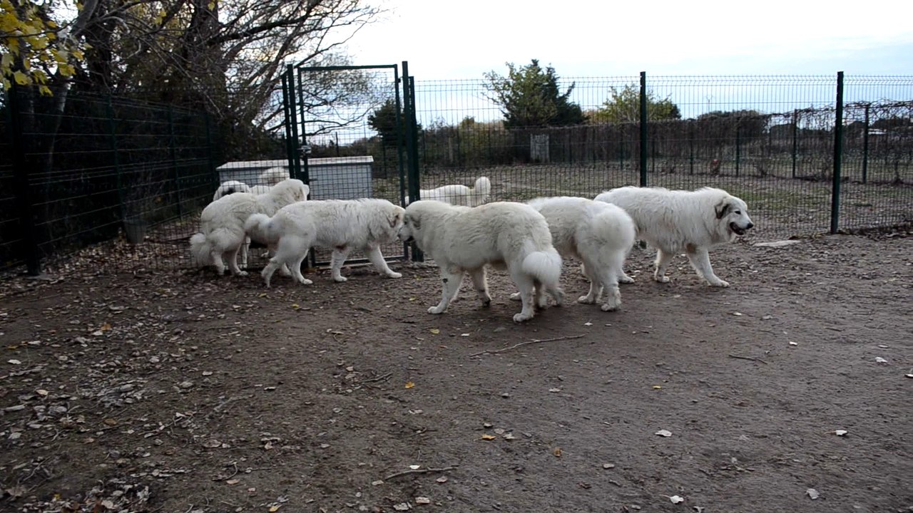 Jeunes chien de montagne des pyrénées Patou LOF à la Plaine d'Astrée