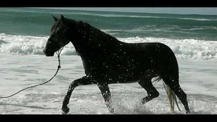 Périples à Poney - Landes 2016