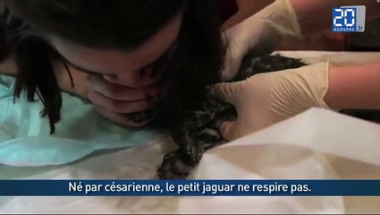 Un bébé jaguar est sauvé par un bouche à bouche  20Minutes 10,714 views    Un garçon de 12 ans soupçonné d'une tentative   d'attentat en Al