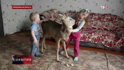 В Свердловской области в семье живёт детеныш оленя [косуля], которую нашли израненой