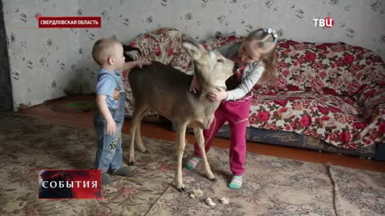 В Свердловской области в семье живёт детеныш оленя [косуля], которую нашли израненой