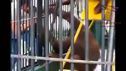 Hayvanlar çok can sıkıcı olabilir - Komik hayvan derleme