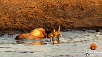 3 Lions Attack Black Rhino That's Stuck in Mud
