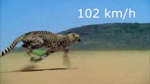 Awesome Nature (Awsome speed) tiger speed 102kmh cheetah