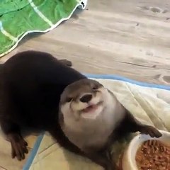Une loutre domestique mange ses croquettes