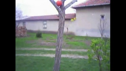 Clever dog climbing up a tree for the ball