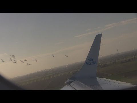 Birds Narrowly Avoid Collision With Landing Plane
