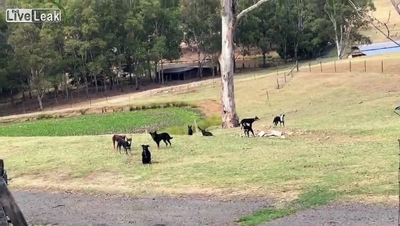 Epic Dogs Do Mannequin Challenge