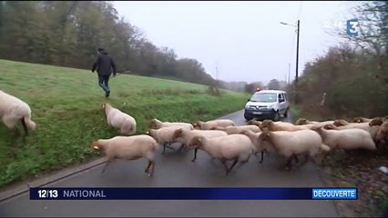 Normandie : la transhumance urbaine d'un berger et ses brebis