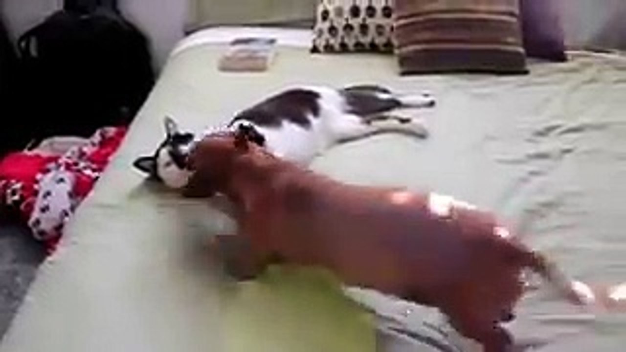 Кошка помогает собаке справиться с эмоциями