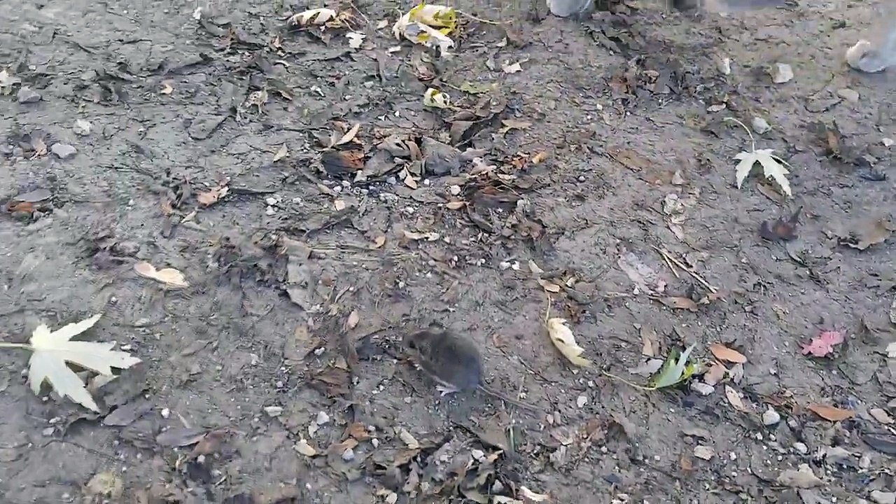 Une poule donne une leçon de chasse à un chat
