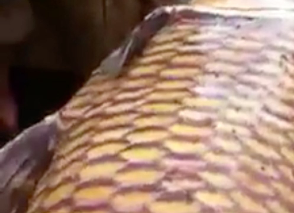 Une pêche incroyable en Thaïlande !
