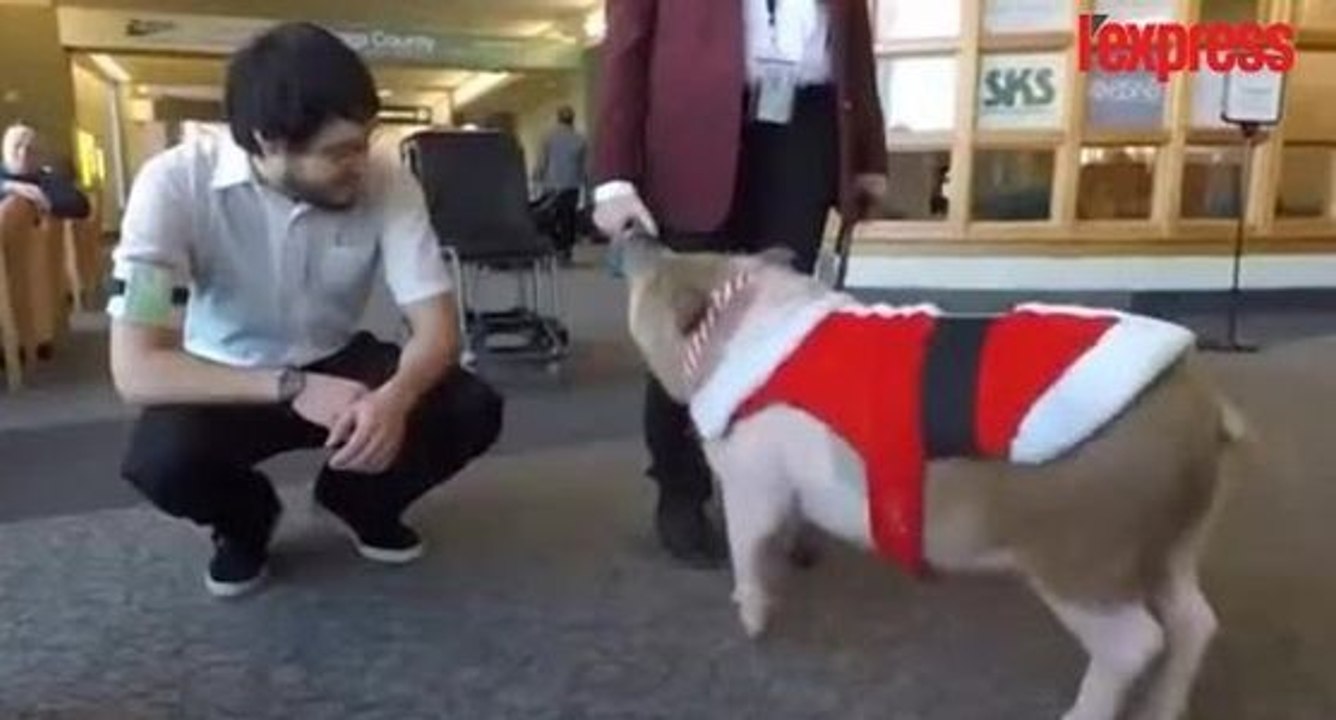 Dans un aéroport un animal assez particulier se balade pour déstresser les passagers !